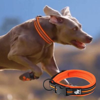 collier-chien-reflechissant-orange