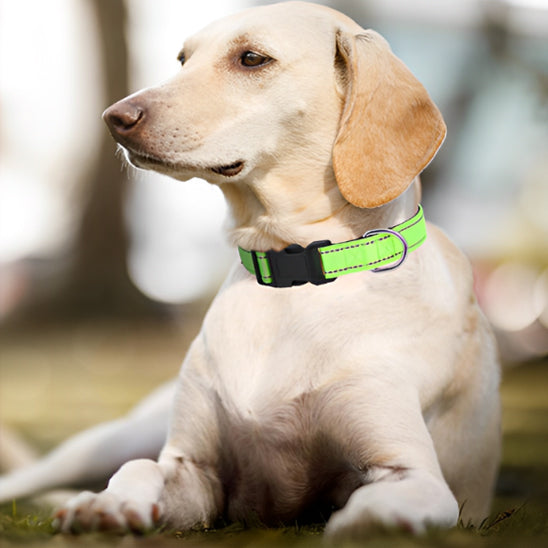 collier-chien-reflechissant-vert