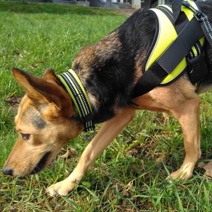 collier-chien-reflechissant-vert