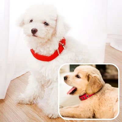 Collier chien | FunnyPetCollar™