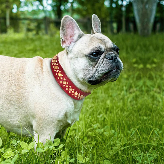 collier-cuir-chien-cloute-robuste-rouge-bobistyl