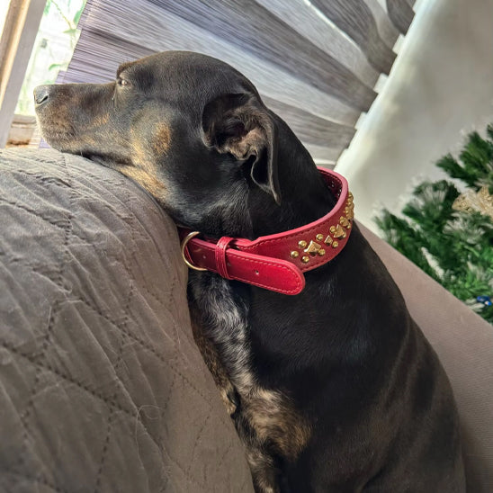 collier-cuir-chien-cloute-robuste-rouge-style-punk-bobistyl