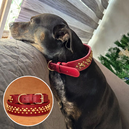collier-cuir-chien-cloute-robuste