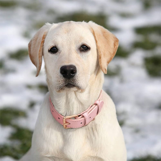 collier-cuir-chien-confortable