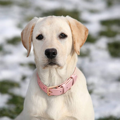 collier-cuir-chien-confortable