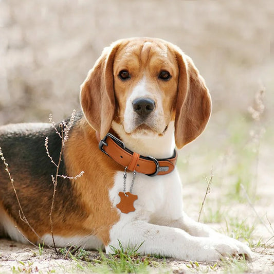 collier-cuir-chien-design-marron-clairr-softdog