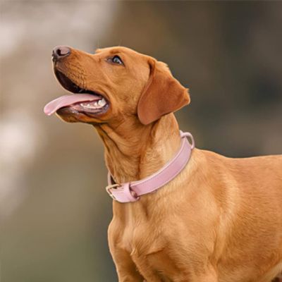 collier-cuir-chien-doublure-douce