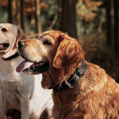 collier-cuir-chien-durable