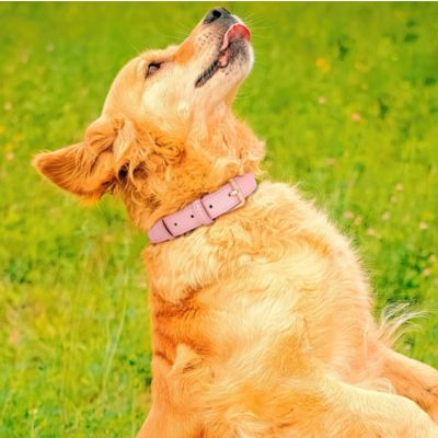 collier-cuir-chien-haute-qualite