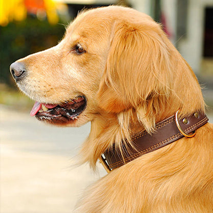 collier-cuir-chien-marron