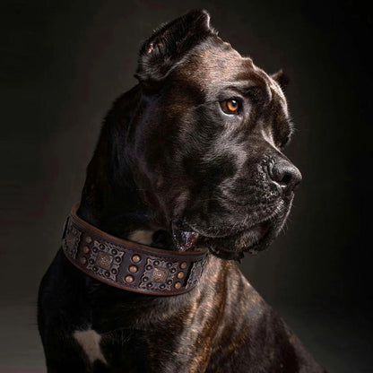 collier-cuir-chien-noir