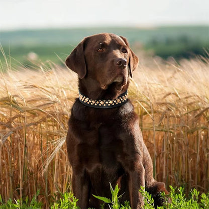 collier-cuir-chien-robuste-elegant-noir-bobistyl