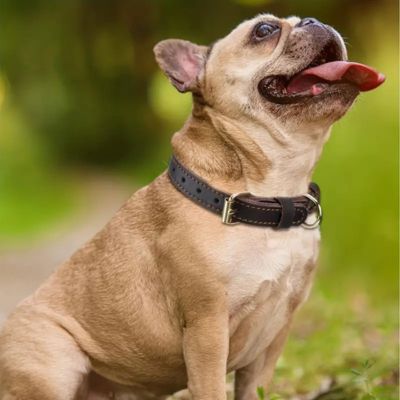 Collier Cuir Chien | Luxcuir™