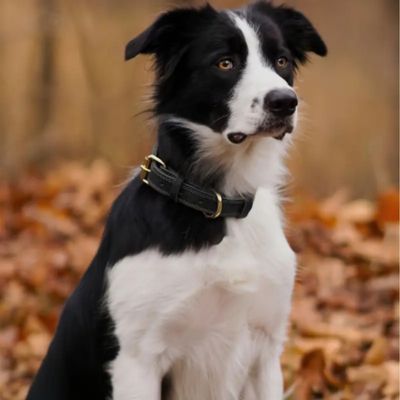 Collier Cuir Chien | Luxcuir™
