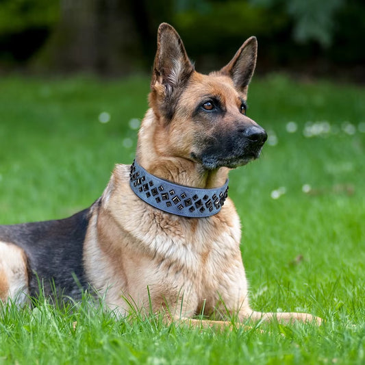 collier-en-cuir-pour-chien-cloute-bleu-robuste-design-rivets