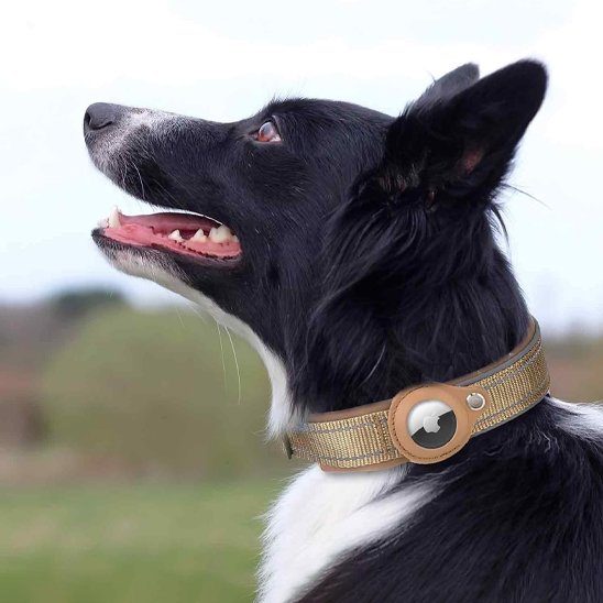 Collier GPS chien marron avec airtag