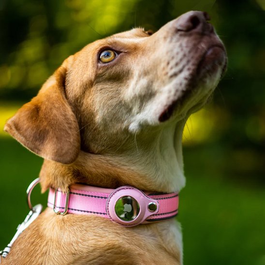 Collier GPS chien rose avec airtag
