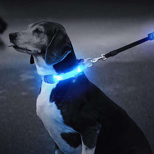 collier-lumineux-chien-led-bleu-lumiaventure