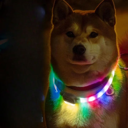 collier-lumineux-chien-led-mewoofun