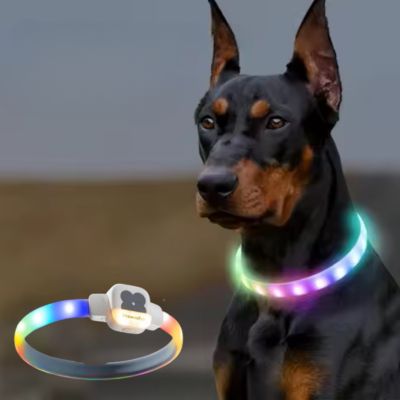 collier-lumineux-chien-mewoofun_malinois