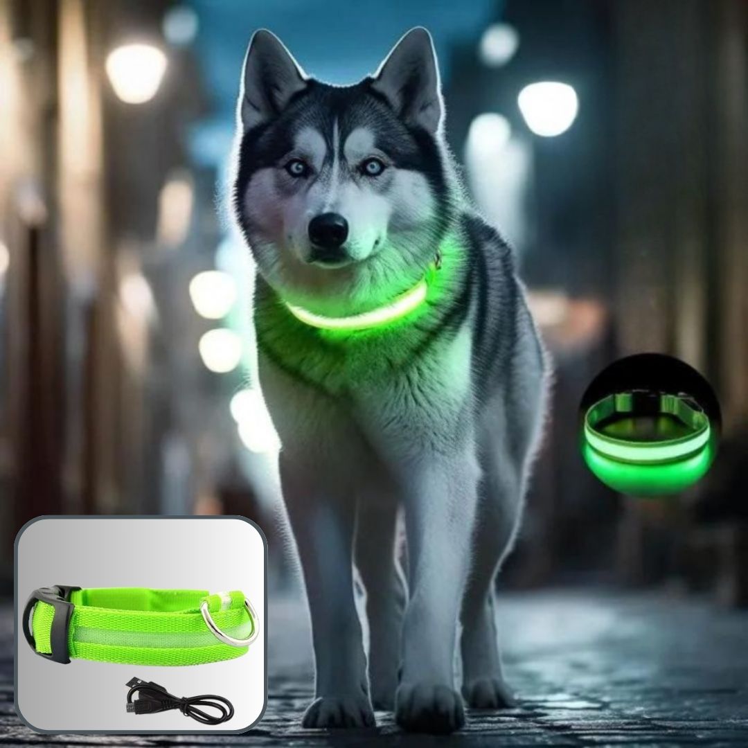 COLLIER LUMINEUX CHIEN | SecurCollar™