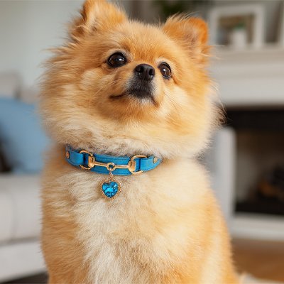 Collier pour Chien bleu pendentif coeur sur spitz mignon