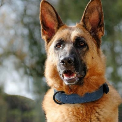 collier-pour-chien-bleu-resistant