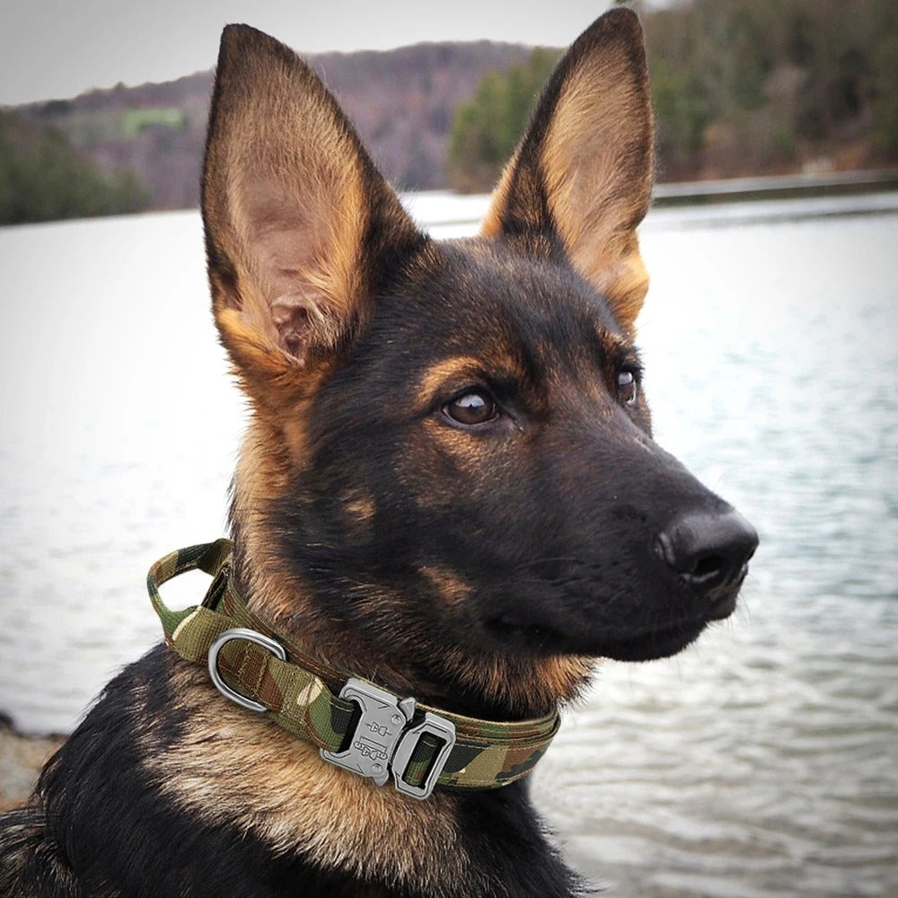 collier-pour-chien-camouflage