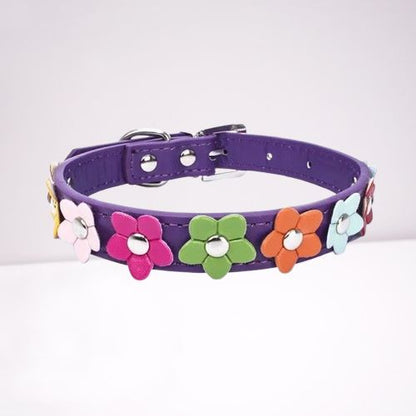collier-pour-chien-couleur-violette