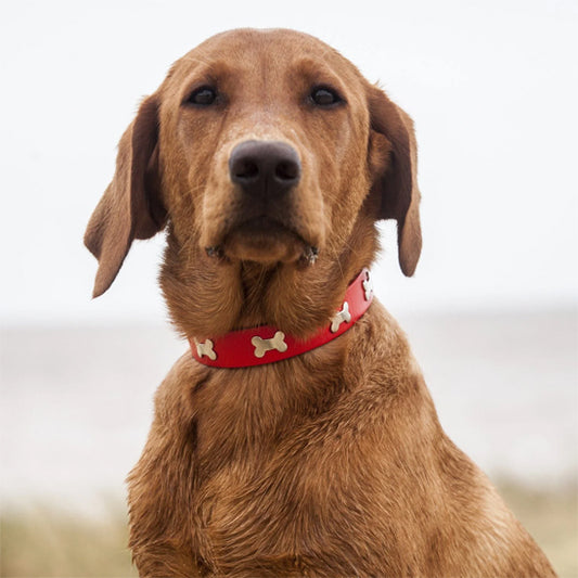 collier-pour-chien-couleurs-vives-style-printanier-flashpet