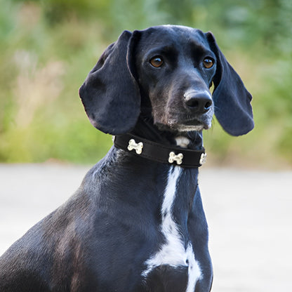 collier-pour-chien-cuir-veritable-anti-irritation-flashpet
