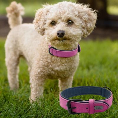 collier-pour-chien-cuire-violet