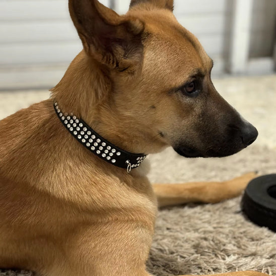 collier-pour-chien-en-cuir-noir