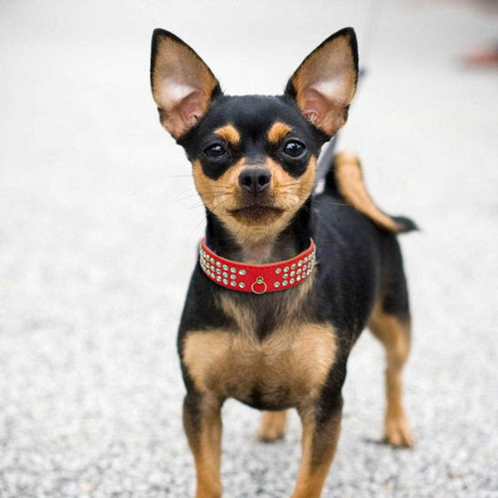 collier-pour-chien-en-cuir-rouge