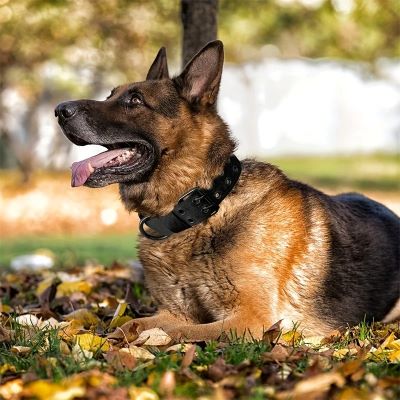 collier-pour-chien-entrainement-doggytactik