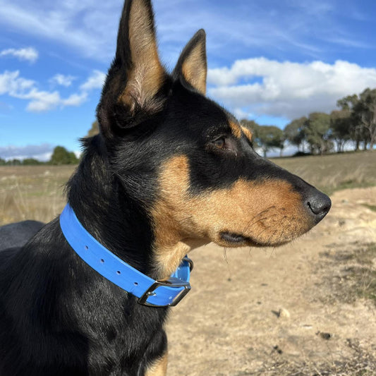 collier-pour-chien-etanche-bleu-proofpaw