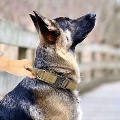 collier-pour-chien-marron-claire-protactik