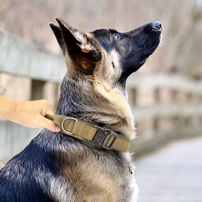 collier-pour-chien-marron-claire