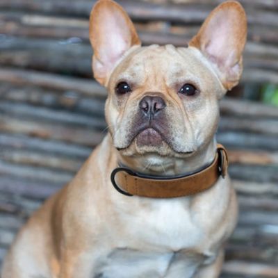 collier-pour-chien-marron-cuire