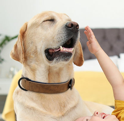 collier-pour-chien-marron