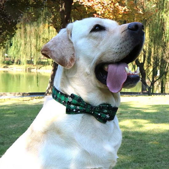 collier-pour-chien-nœud-papillon-vert-labrador-beautycollar
