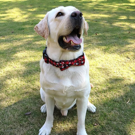 collier-pour-chien-noeud-papillon-chic-rouge-labrador-beautycollar