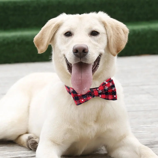 collier-pour-chien-noeud-papillon-rouge-beautycollar