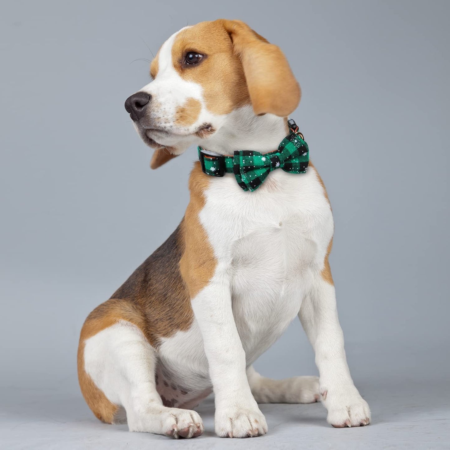 Collier Pour Chien | BeautyCollar™