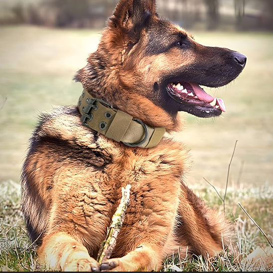 collier-pour-chien-nylon-doggytactik