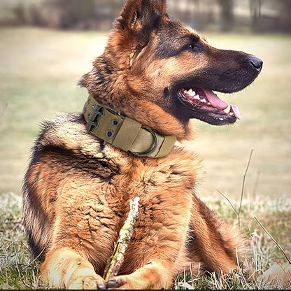 collier-pour-chien-nylon-doggytactik