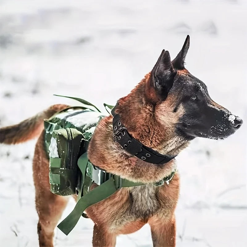 collier-pour-chien-robuste-doggytactik