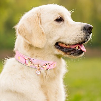 Collier pour Chien rose pendentif coeur sur labrador blanc mignon