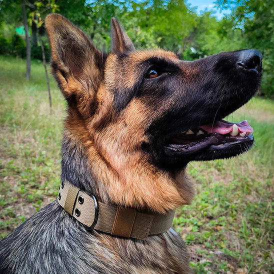 collier-pour-chien-tactique-vert-doggytactik
