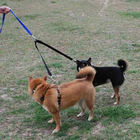double-laisse-chien-controle-petits-poilus-funnyduo